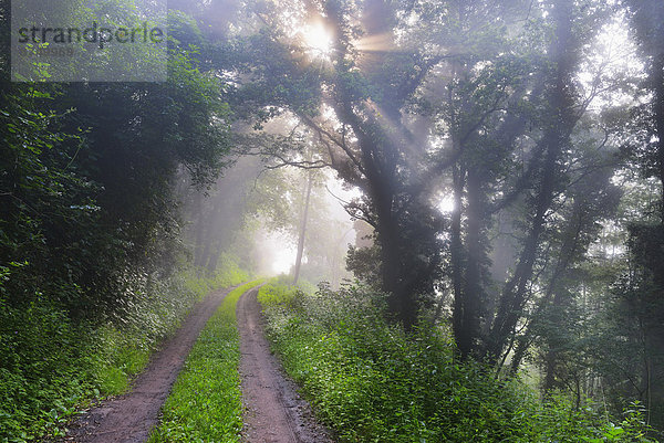 Sommer  Morgen  Weg  Dunst  Wald  Bayern  Franken  Deutschland