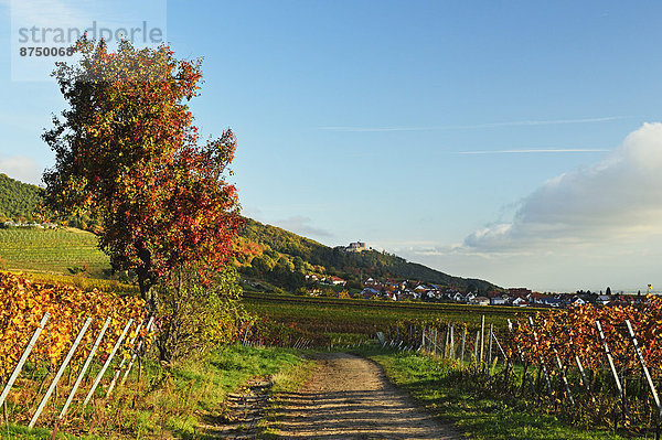 Deutschland  Rheinland-Pfalz