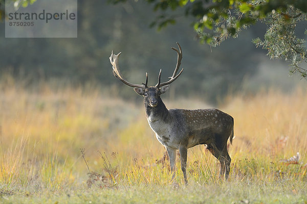 Portrait  Herbst  Brachland  Hirsch  Deutschland  Hessen