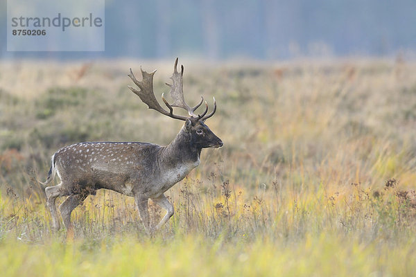 Portrait  Herbst  Brachland  Hirsch  Deutschland  Hessen