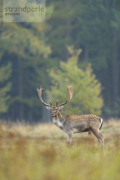 Portrait  Herbst  Brachland  Hirsch  Deutschland  Hessen