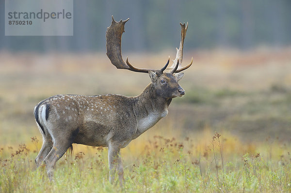 Portrait  Herbst  Brachland  Hirsch  Deutschland  Hessen