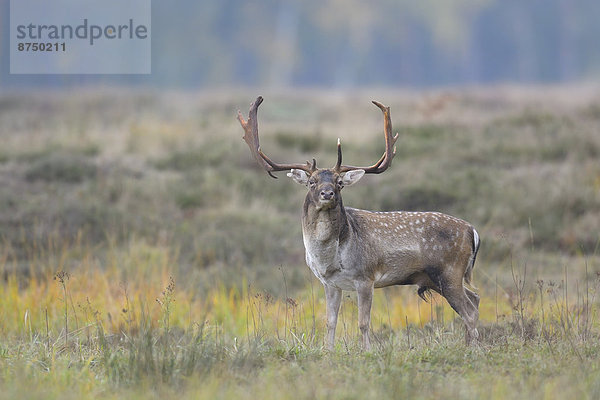 Portrait  Herbst  Brachland  Hirsch  Deutschland  Hessen