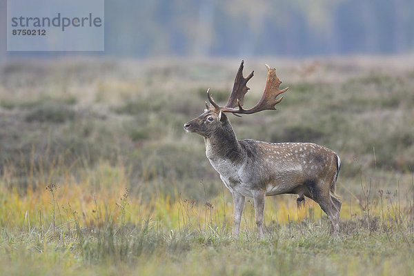 Portrait  Herbst  Brachland  Hirsch  Deutschland  Hessen