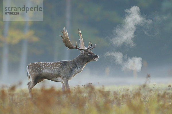 Herbst  Brachland  brüllen - Tierlaut  Hirsch  Deutschland  Hessen