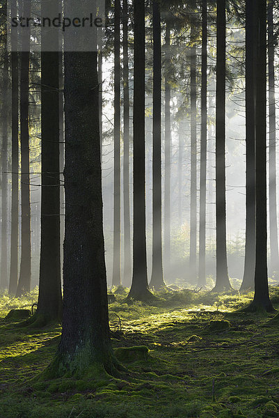 Morgen  Dunst  Wald  früh  Fichte  Deutschland  Hessen