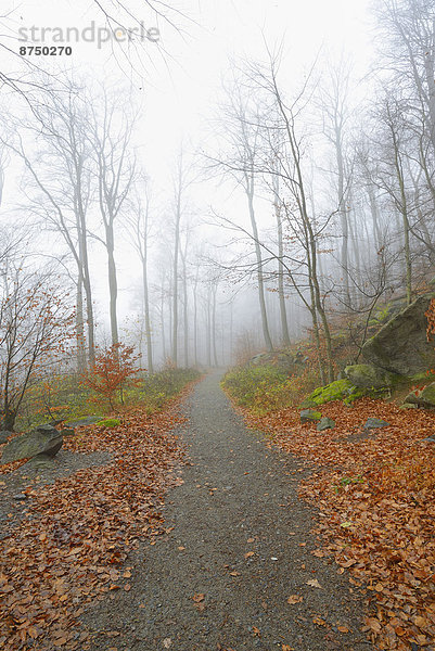 Europa  Morgen  Weg  Dunst  Wald  früh  Buche  Buchen  Deutschland  Hessen