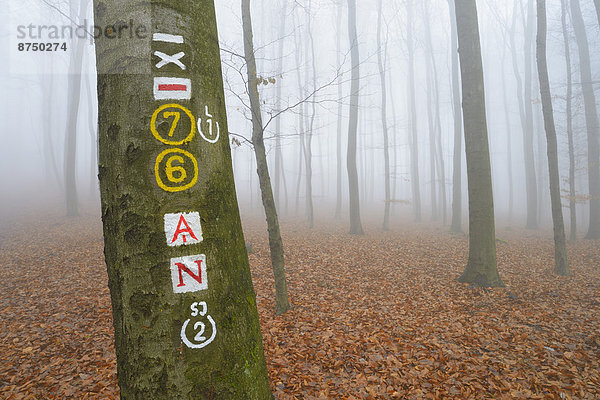 hoch  oben  nahe  Morgen  folgen  Baum  Symbol  Dunst  Wald  wandern  Buche  Buchen  Deutschland  Hessen