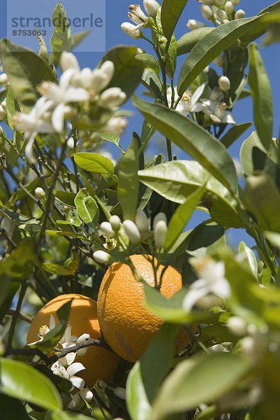 Baum  Frucht  Blüte  Close-up  close-ups  close up  close ups  Orange  Orangen  Apfelsine  Apfelsinen