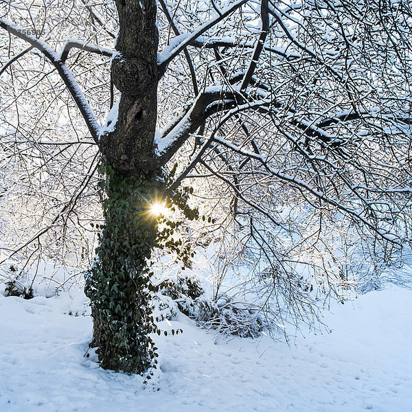 Winter  Baum  Ansicht  Mittelpunkt
