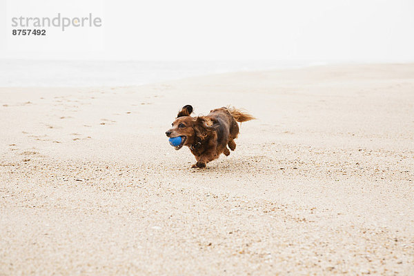 Fröhlichkeit  Strand  rennen  Ball Spielzeug  Dackel