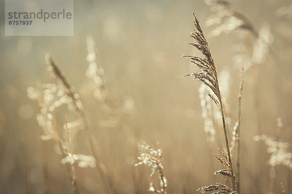 Verblühte Schilf-Halme in der Morgensonne