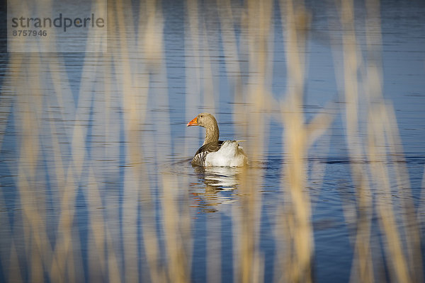 Gans schwimmt im Lütjensee  Schleswig-Holstein  Deutschland