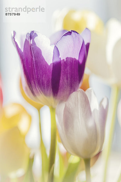 Blühende Tulpen