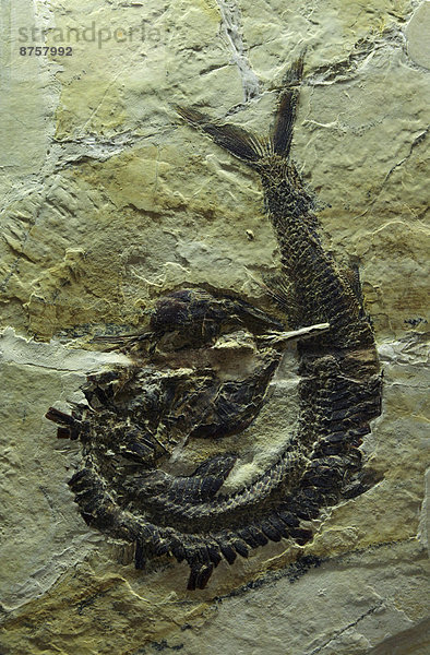 Fossiler Schnabelfisch (Percophidae) im Tierpark und Fossilium Bochum  Deutschland