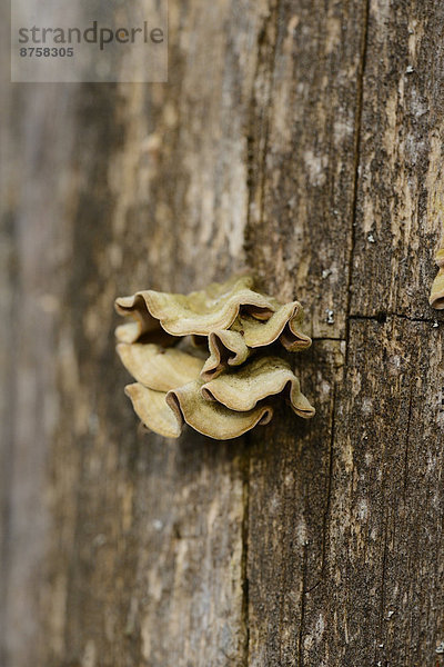 Pilz an einem Baumstamm  Oberpfalz  Bayern  Deutschland  Europa