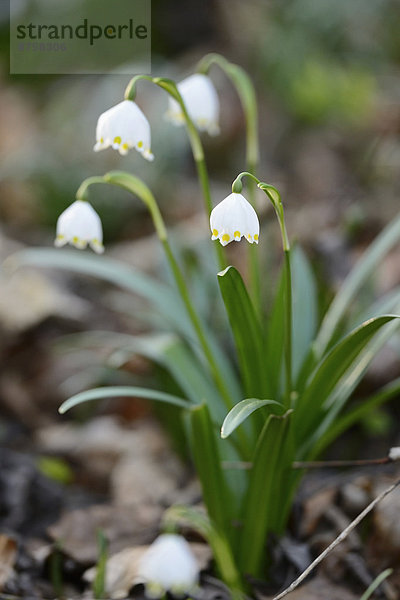 Größes Schneeglöckchen  Leucojum vernum  im Wald  Oberpfalz  Bayern  Deutschland  Europa