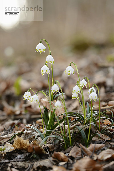 Größes Schneeglöckchen  Leucojum vernum  im Wald  Oberpfalz  Bayern  Deutschland  Europa