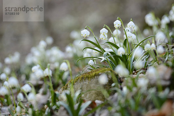 Größes Schneeglöckchen  Leucojum vernum  im Wald  Oberpfalz  Bayern  Deutschland  Europa