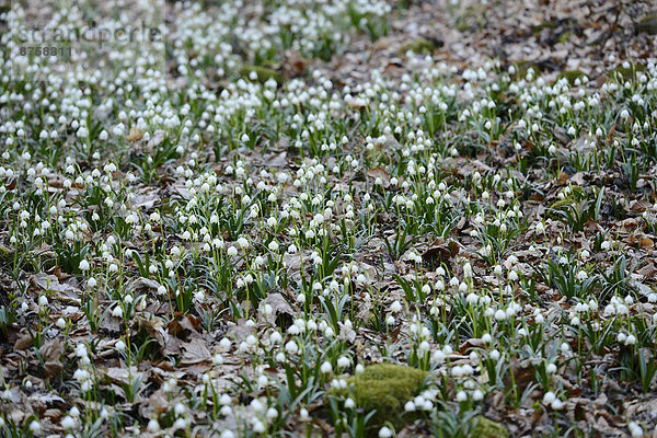 Größes Schneeglöckchen  Leucojum vernum  im Wald  Oberpfalz  Bayern  Deutschland  Europa