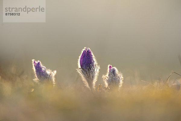 Küchenschelle  Pulsatilla vulgaris  Oberpfalz  Bayern  Deutschland  Europa