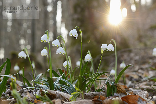 Größes Schneeglöckchen  Leucojum vernum  im Wald  Oberpfalz  Bayern  Deutschland  Europa