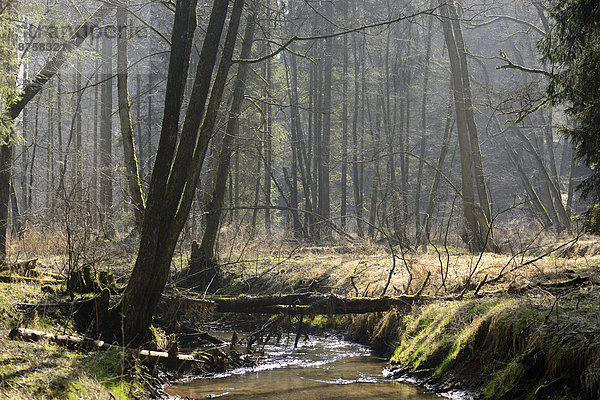 Bach im Wald  Oberpfalz  Bayern  Deutschland  Europa