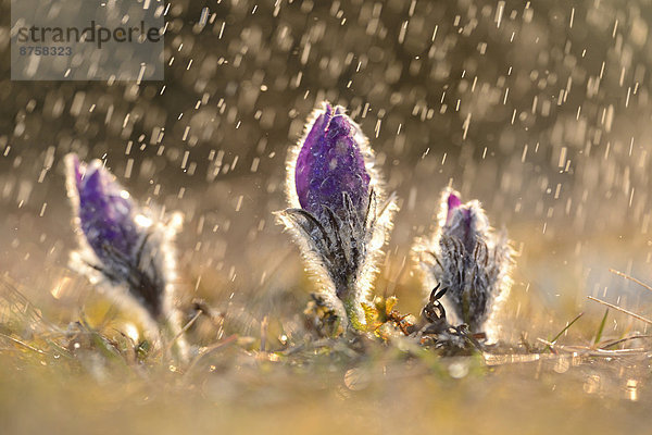 Küchenschelle  Pulsatilla vulgaris  Oberpfalz  Bayern  Deutschland  Europa