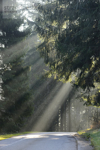 Straße durch einen Wald  Oberpfalz  Bayern  Deutschland  Europa