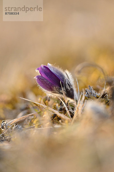 Küchenschelle  Pulsatilla vulgaris  Oberpfalz  Bayern  Deutschland  Europa