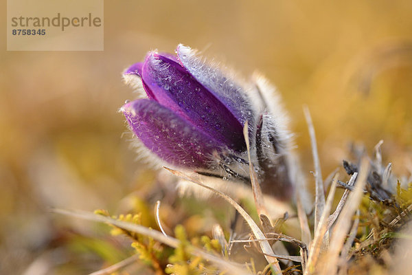 Küchenschelle  Pulsatilla vulgaris  Oberpfalz  Bayern  Deutschland  Europa