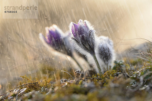 Küchenschelle  Pulsatilla vulgaris  Oberpfalz  Bayern  Deutschland  Europa