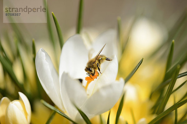 Honigbiene  Apis mellifera  auaf einem Frühlings-Krokus  Crocus vernus  Oberpfalz  Bayern  Deutschland  Europa