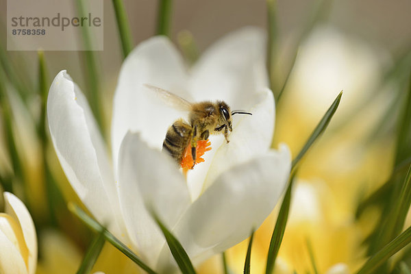 Honigbiene  Apis mellifera  auaf einem Frühlings-Krokus  Crocus vernus  Oberpfalz  Bayern  Deutschland  Europa