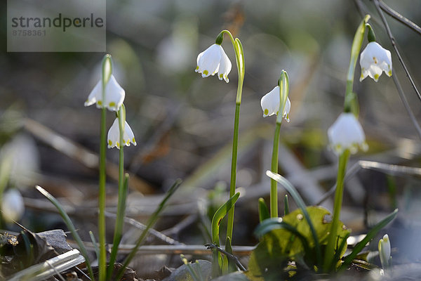 Größes Schneeglöckchen  Leucojum vernum  im Wald  Oberpfalz  Bayern  Deutschland  Europa