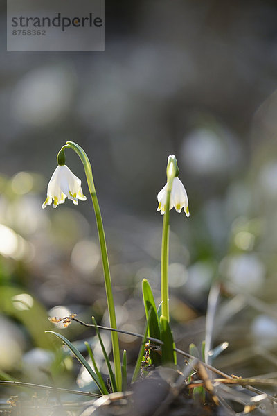 Größes Schneeglöckchen  Leucojum vernum  im Wald  Oberpfalz  Bayern  Deutschland  Europa