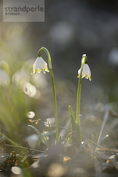 Größes Schneeglöckchen  Leucojum vernum  im Wald  Oberpfalz  Bayern  Deutschland  Europa