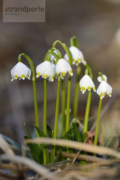 Größes Schneeglöckchen  Leucojum vernum  im Wald  Oberpfalz  Bayern  Deutschland  Europa