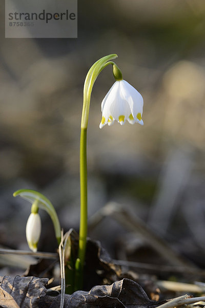 Größes Schneeglöckchen  Leucojum vernum  im Wald  Oberpfalz  Bayern  Deutschland  Europa