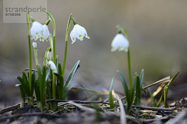 Größes Schneeglöckchen  Leucojum vernum  im Wald  Oberpfalz  Bayern  Deutschland  Europa