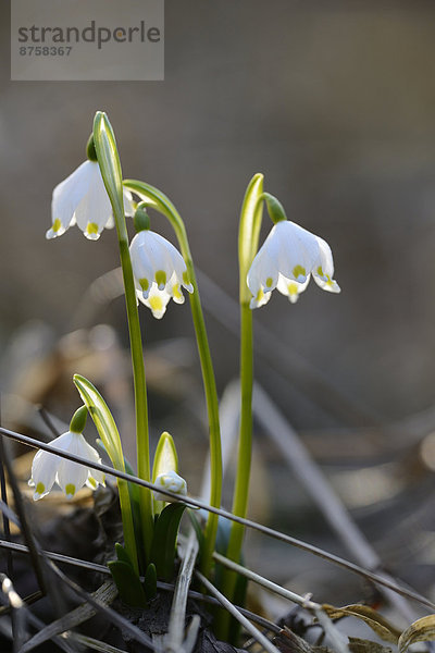 Größes Schneeglöckchen  Leucojum vernum  im Wald  Oberpfalz  Bayern  Deutschland  Europa