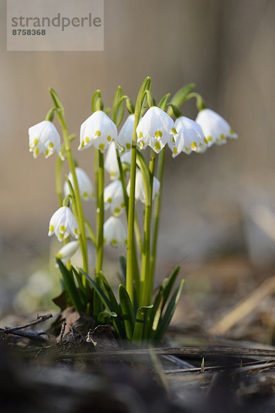 Größes Schneeglöckchen  Leucojum vernum  im Wald  Oberpfalz  Bayern  Deutschland  Europa