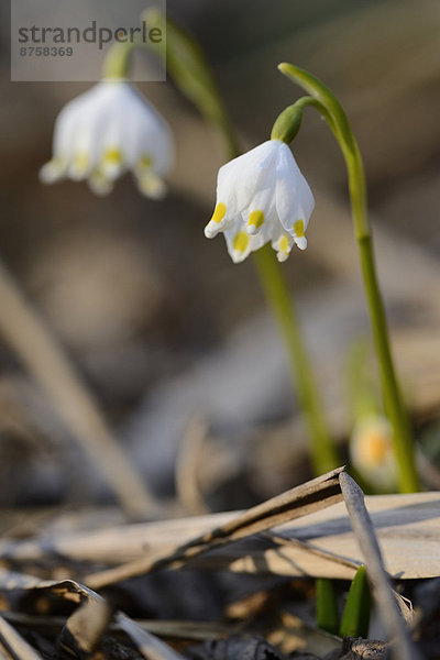 Größes Schneeglöckchen  Leucojum vernum  im Wald  Oberpfalz  Bayern  Deutschland  Europa