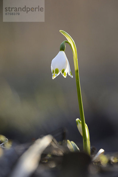 Größes Schneeglöckchen  Leucojum vernum  im Wald  Oberpfalz  Bayern  Deutschland  Europa