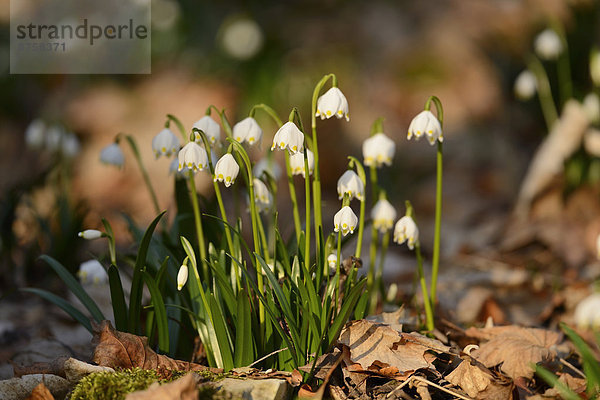 Größes Schneeglöckchen  Leucojum vernum  im Wald  Oberpfalz  Bayern  Deutschland  Europa