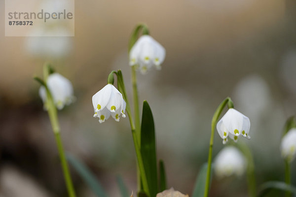 Größes Schneeglöckchen  Leucojum vernum  im Wald  Oberpfalz  Bayern  Deutschland  Europa