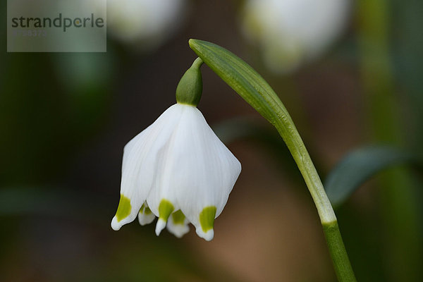 Größes Schneeglöckchen  Leucojum vernum  im Wald  Oberpfalz  Bayern  Deutschland  Europa