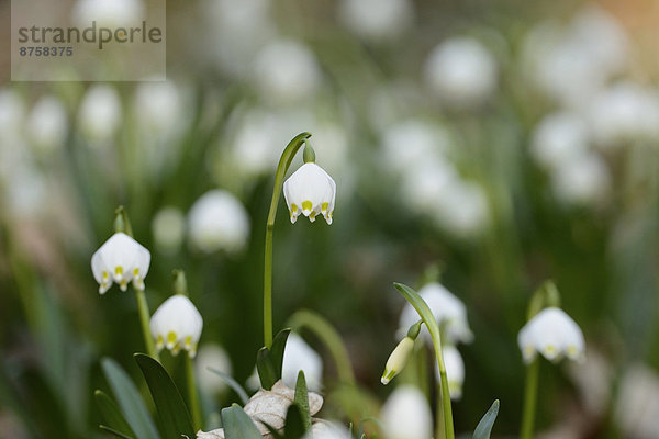 Größes Schneeglöckchen  Leucojum vernum  im Wald  Oberpfalz  Bayern  Deutschland  Europa