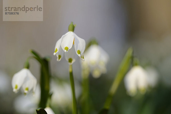 Größes Schneeglöckchen  Leucojum vernum  im Wald  Oberpfalz  Bayern  Deutschland  Europa