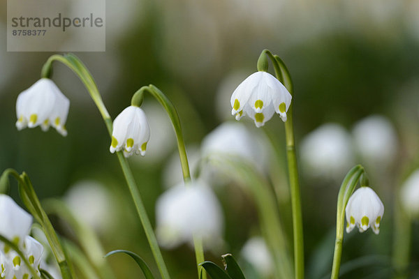 Größes Schneeglöckchen  Leucojum vernum  im Wald  Oberpfalz  Bayern  Deutschland  Europa